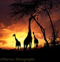 Giraffs at sunset