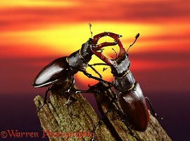 Stag Beetles at sunset