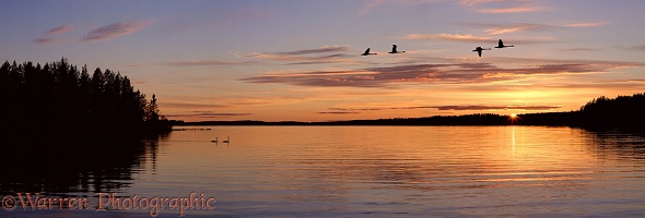 Whooper Swans on lake at sunset