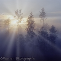 Mist at sunrise with birches and pines