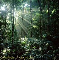 Sunbeams in rainforest 3D 1 R