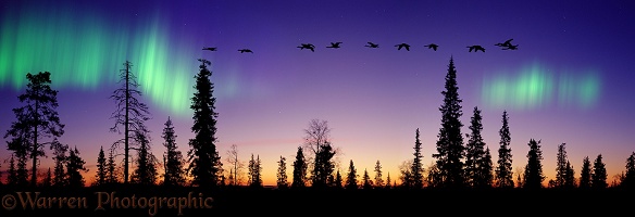 Conifers, Whooper Swans and aurora at sunrise