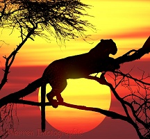 Leopard up a tree at sunset