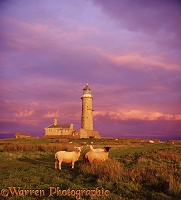 Sheep and Lundy old lighthouse