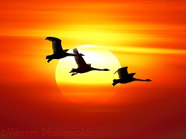 Whooper Swans at sunset