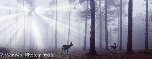 Roe Deer in misty pine forest