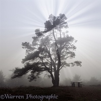 Scots Pine with mist and sunbeams