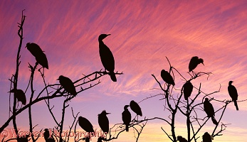 Egrets and cormorants at sunset