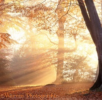 Mist and sunbeams in the New Forest