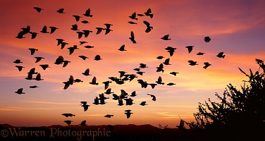 Quelea flock at sunset