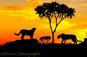 Cheetahs at sunset